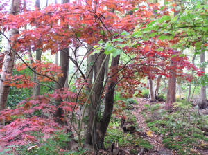 Acer palmatum Trompenburg + Ozakazuki     